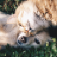 pets_icon.png