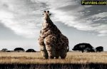 fatgiraffe1.jpg