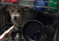 hund-ist-20-minuten-verschwunden-und-sein-versteck-ist-absolut-unerwartet-55031.jpg