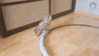 owl-riding-on-a-train-owl.gif