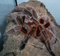 Grammostola_rosea_adult_weiblich.jpg