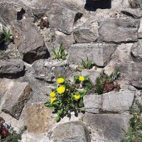 Mauerblümchen.jpg